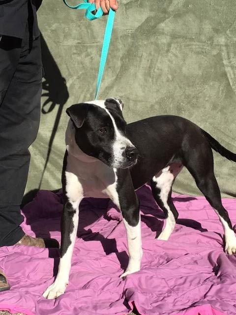 RAIDER - Labrador Retriever available for adoption