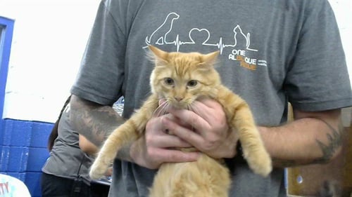 ARANA - Domestic Short Hair available for adoption