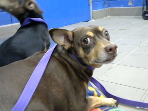 PHILLIP - Chihuahua available for adoption