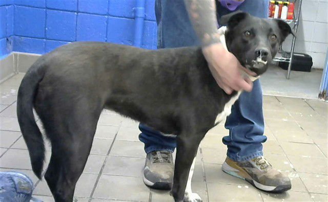 DOMINO - Labrador Retriever / American Pit Bull Terrier available for adoption