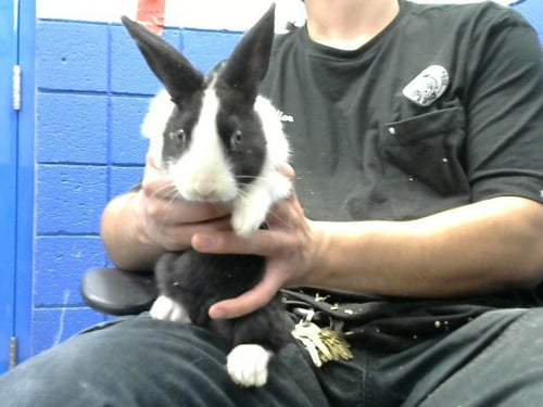 BEE BEE - Shorthaired Rabbit available for adoption