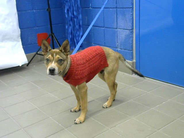 LITTLE BEAR - German Shepherd Dog available for adoption