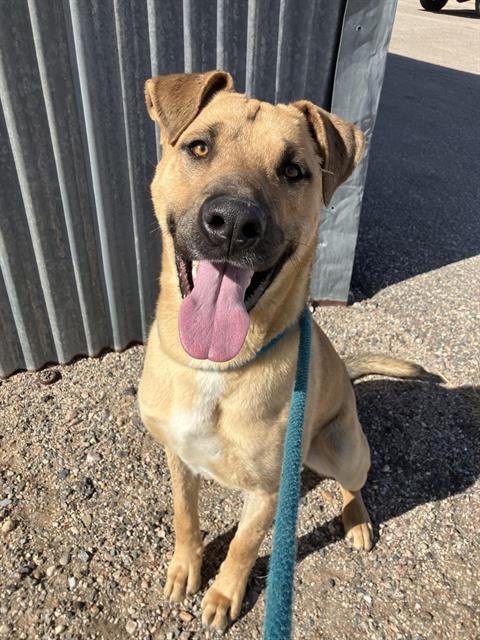 WOOPER - German Shepherd Dog available for adoption