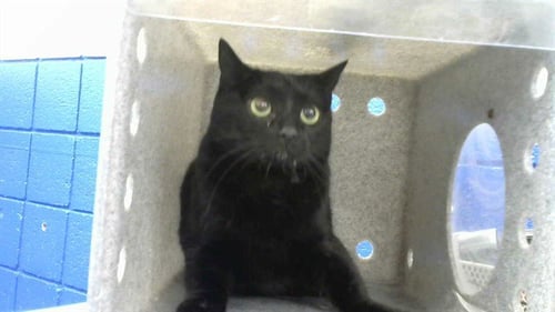 SALEM - Domestic Short Hair available for adoption