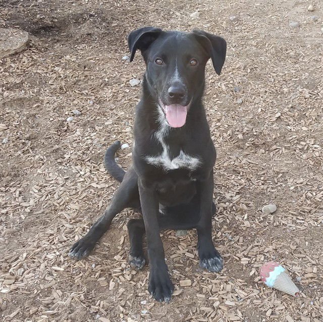 SESAME - Labrador Retriever available for adoption