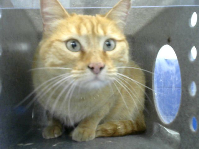 CHEESE DIP - Domestic Short Hair available for adoption