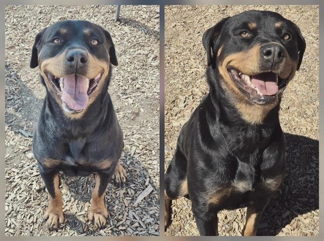 EVE WILKERSON - Rottweiler available for adoption