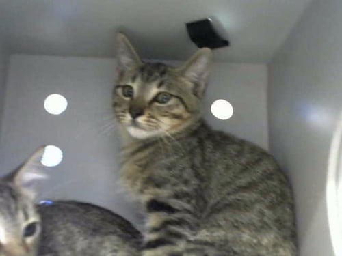 TURKEY - Domestic Short Hair available for adoption