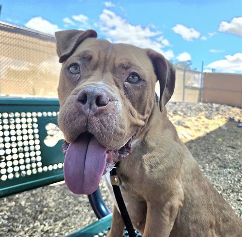 SWEETS - Mastiff available for adoption
