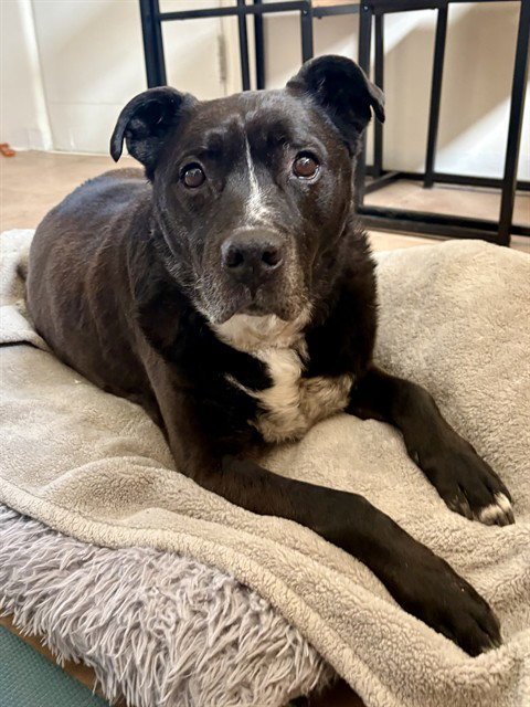 BULLY - American Pit Bull Terrier available for adoption