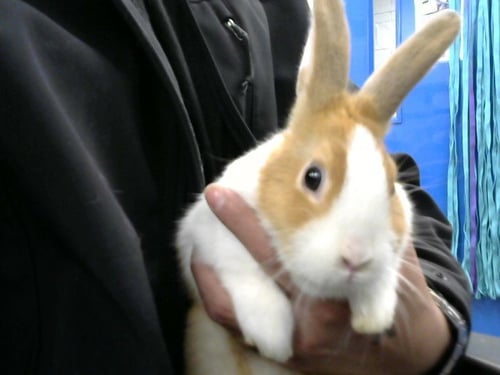 HATTY - Shorthaired Rabbit available for adoption