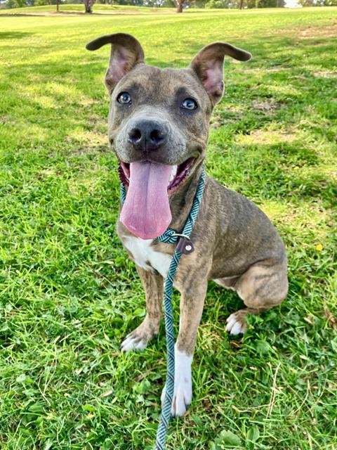 ARIEL - Pit Bull Terrier available for adoption
