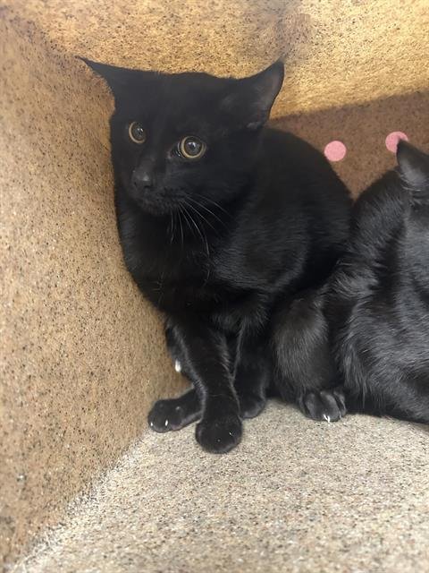 SMOKE - Domestic Short Hair available for adoption