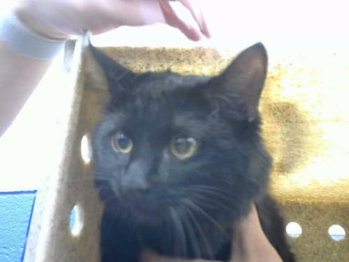 BEANS - Domestic Long Hair available for adoption