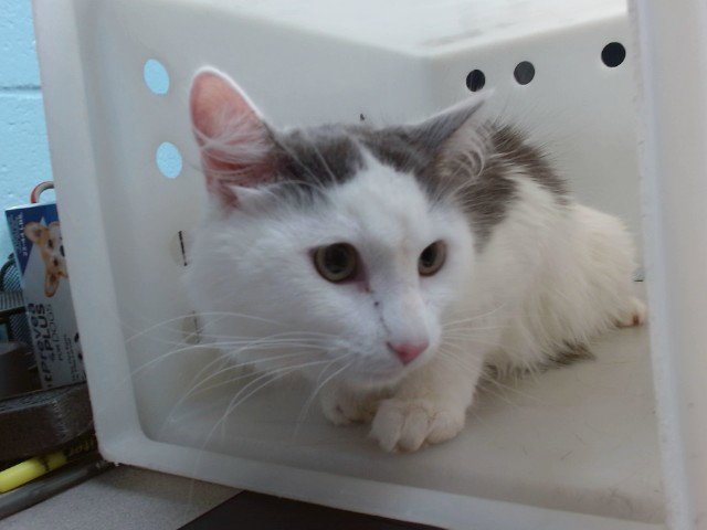 FLUFFUMS Image