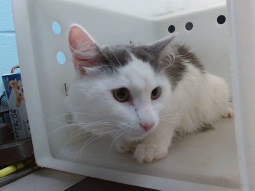 FLUFFUMS - Domestic Medium Hair available for adoption