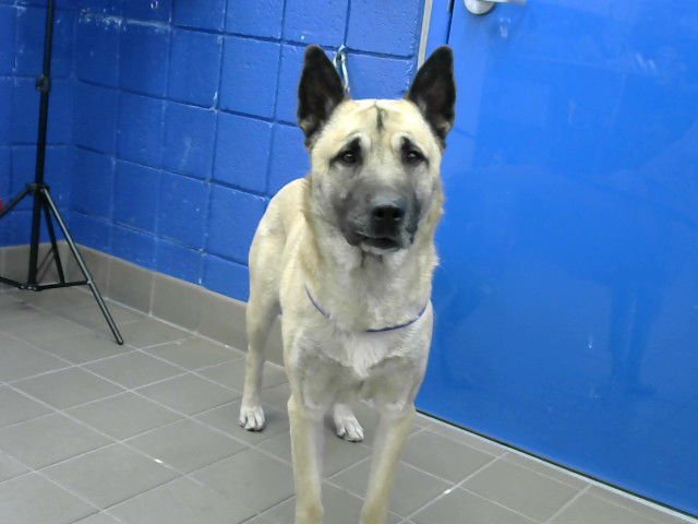 BUDDY - German Shepherd Dog available for adoption