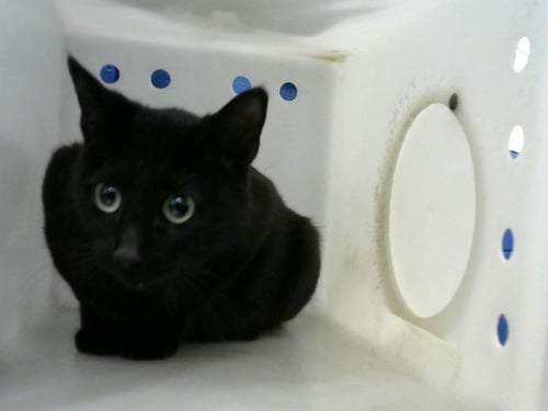 BACON - Domestic Medium Hair available for adoption