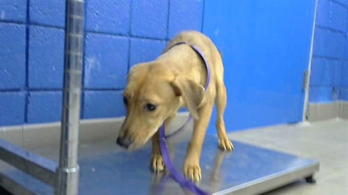 PRETTY - German Shepherd Dog available for adoption