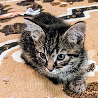 GILBERT - Photo 1