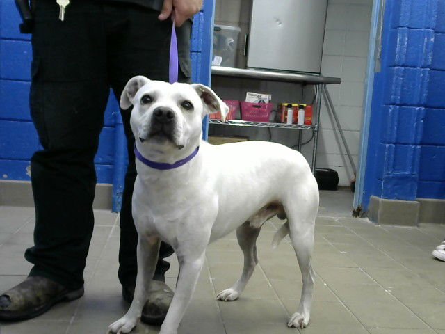 THOR - American Pit Bull Terrier available for adoption