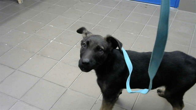 SILVIA - German Shepherd Dog / Doberman Pinscher available for adoption