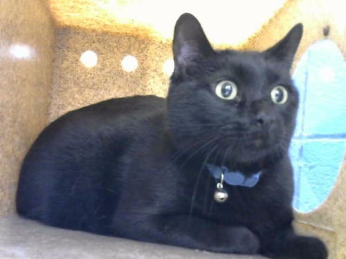 MAUVE - Domestic Short Hair for adoption in Albuquerque