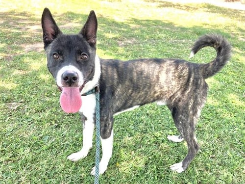 JORMA - Akita available for adoption