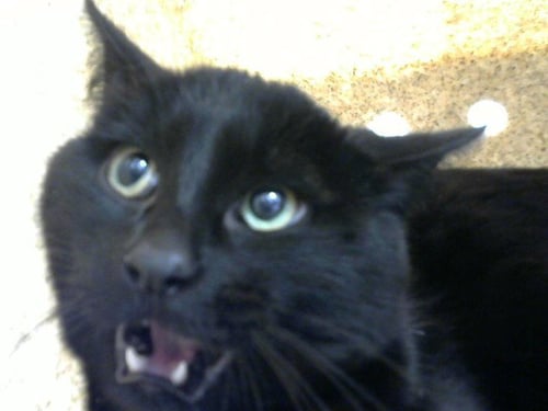 NEBULA - Domestic Short Hair for adoption in Albuquerque