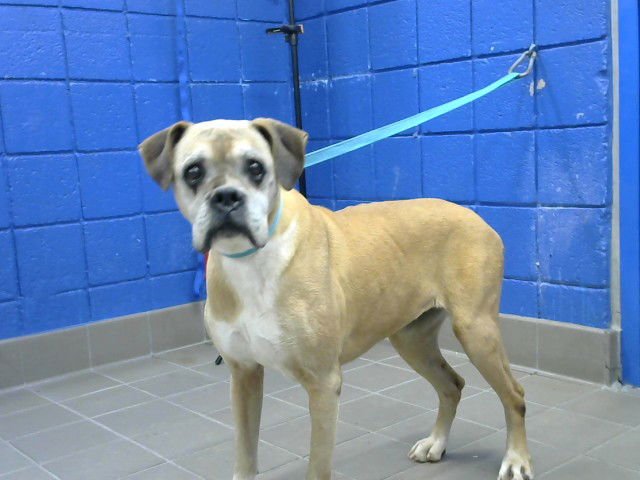 MEE MAW - Boxer available for adoption