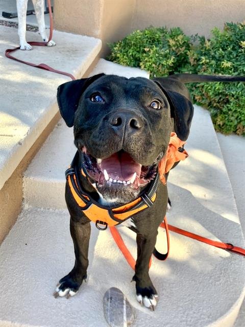 BARB - Pit Bull Terrier available for adoption