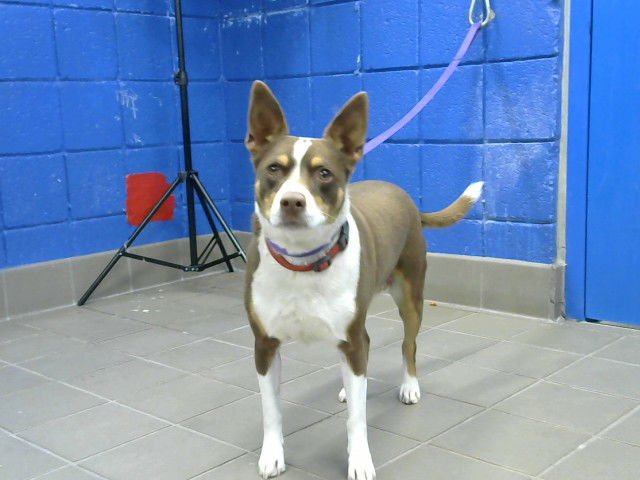 LOVE BUG - Jack Russell Terrier (Parson Russell Terrier) available for adoption