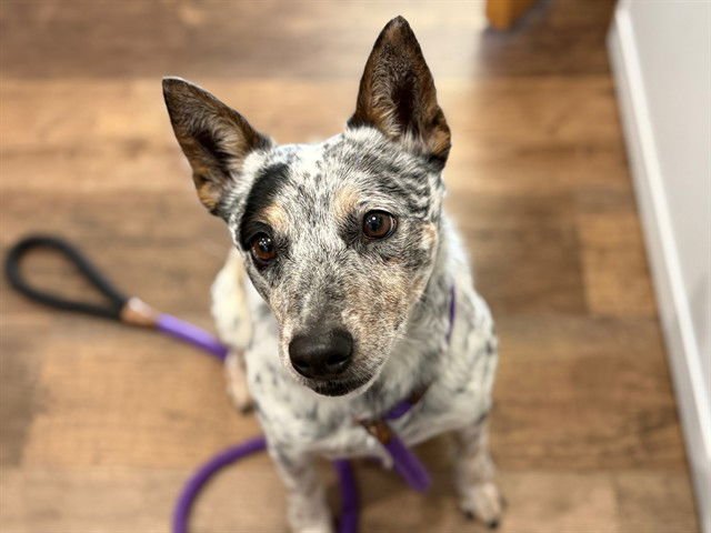 SCOUT - Queensland Heeler available for adoption