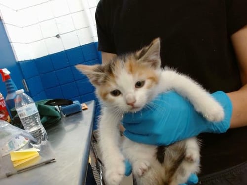 GINGER - Domestic Medium Hair for adoption in Albuquerque