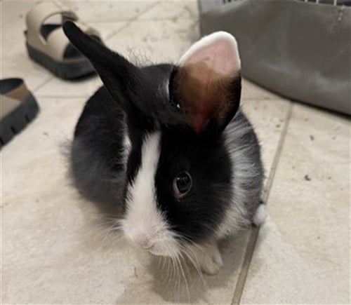 ICHI - Shorthaired Rabbit available for adoption