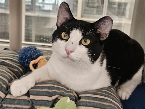 DOM - Domestic Short Hair available for adoption