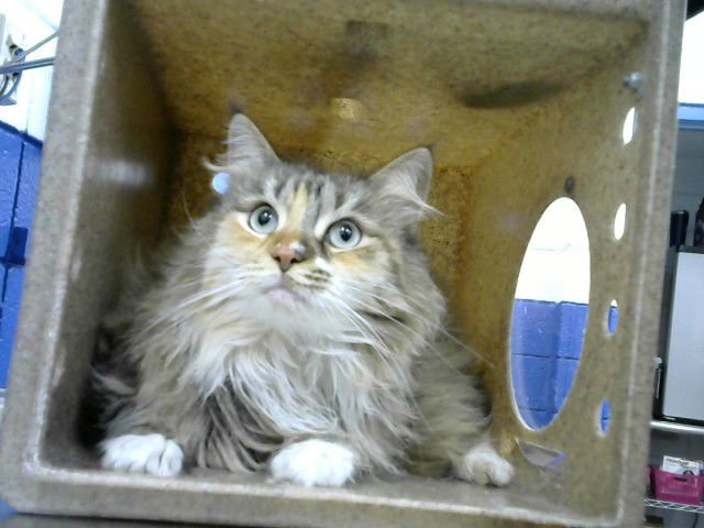 TUNDRA - Domestic Long Hair available for adoption