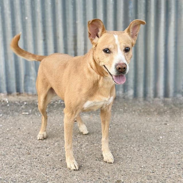 BUTTERFLY - Labrador Retriever available for adoption