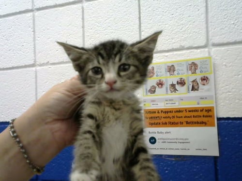 BASS - Domestic Short Hair available for adoption