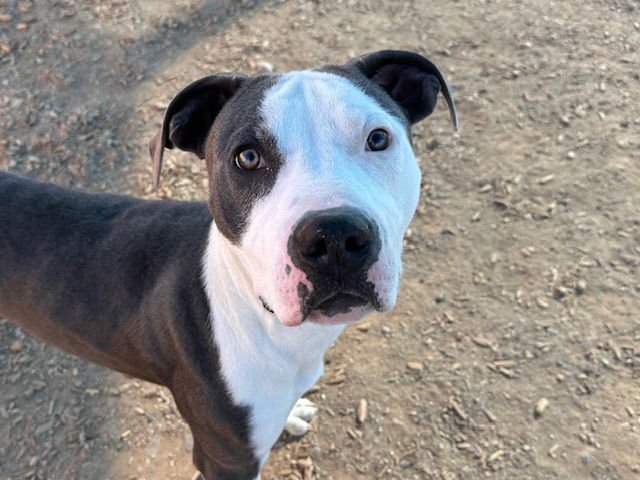 SWEETS - American Pit Bull Terrier available for adoption