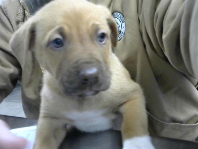 VERSACE - Labrador Retriever available for adoption