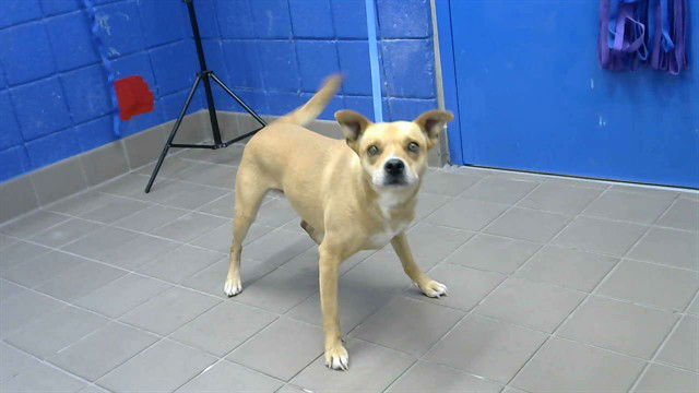 FRANKIE - Rhodesian Ridgeback available for adoption