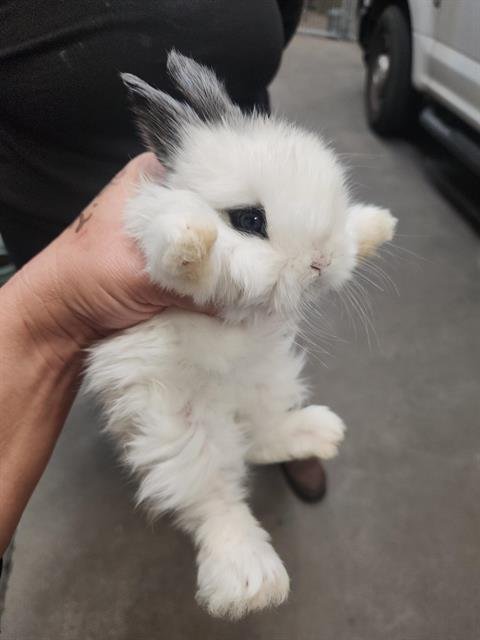 NICOLAS CAGE - Shorthaired Rabbit available for adoption