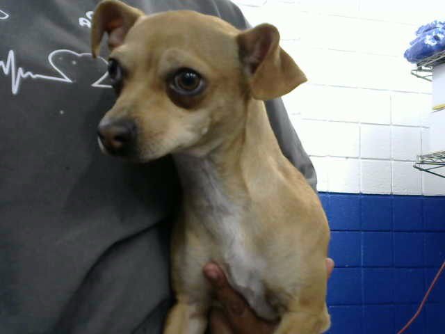 APPLE CIDER - Chihuahua available for adoption