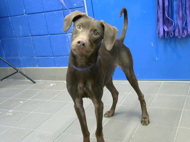 MILO - Doberman Pinscher available for adoption