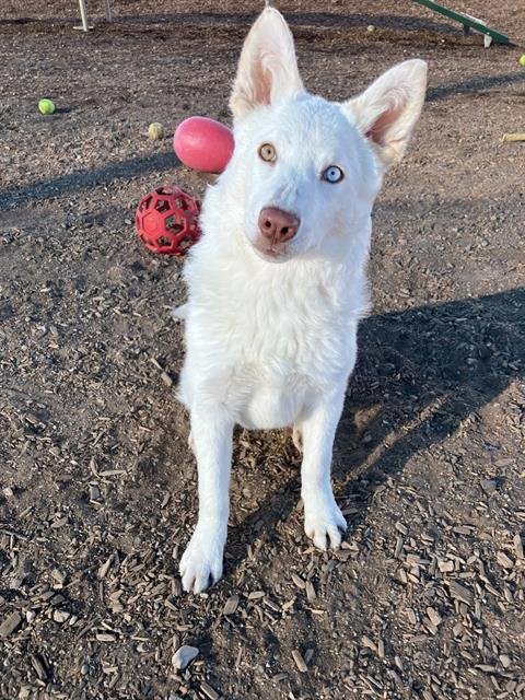 ASIMA - Husky available for adoption