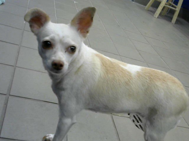 CRYSTAL - Chihuahua available for adoption