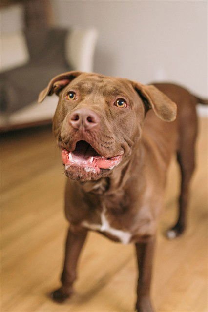 JAYME - American Pit Bull Terrier available for adoption