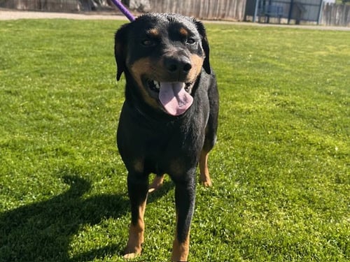 MILLIE - Rottweiler available for adoption
