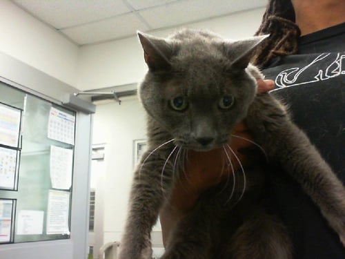 ATLAS - Domestic Short Hair available for adoption